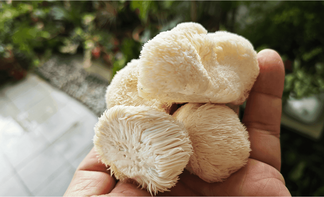 Champignon Lion's Mane