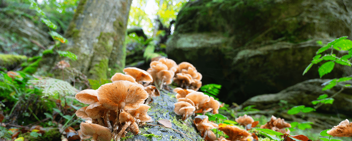 Champignons adaptogènes